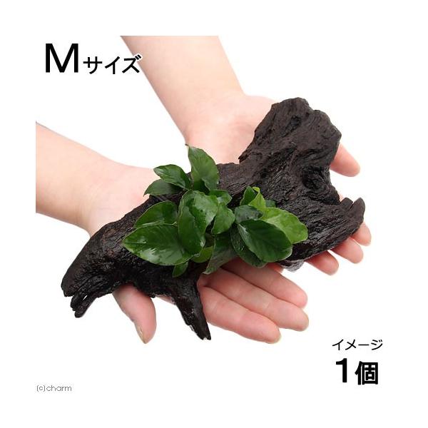 ijAkrAXii@N[t@ؕt@lTCYiP{jiQOj