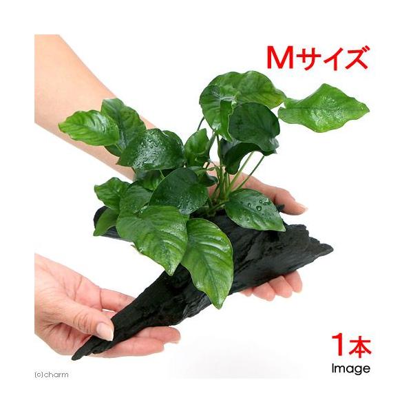 ijAkrAX@oe[@ii@ؕt@lTCYiP{jiQOj