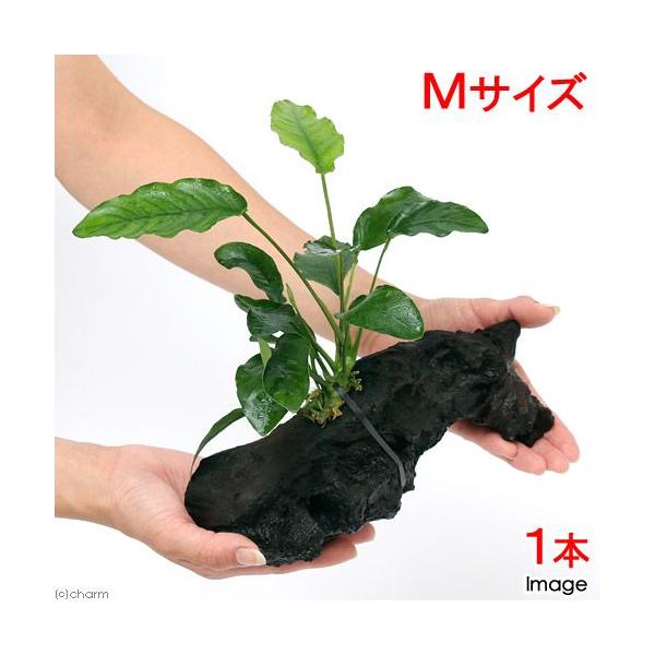 ijAkrAX@oe[@חt^Cv@ؕt@lTCYiP{jiQOj