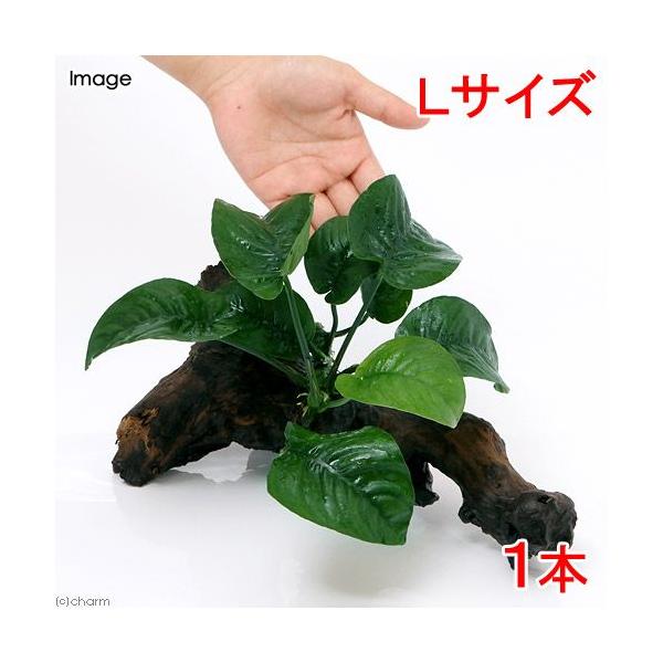 ijAkrAX@oe[@o^tC@ؕt@kTCYiP{jiQTj