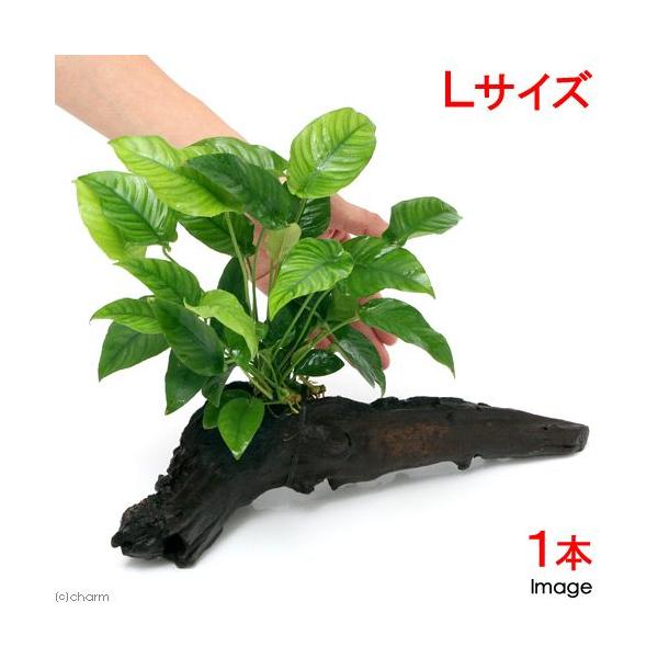 ijAkrAX@oe[@XgCv@ؕt@kTCYiP{ji؁@QTj