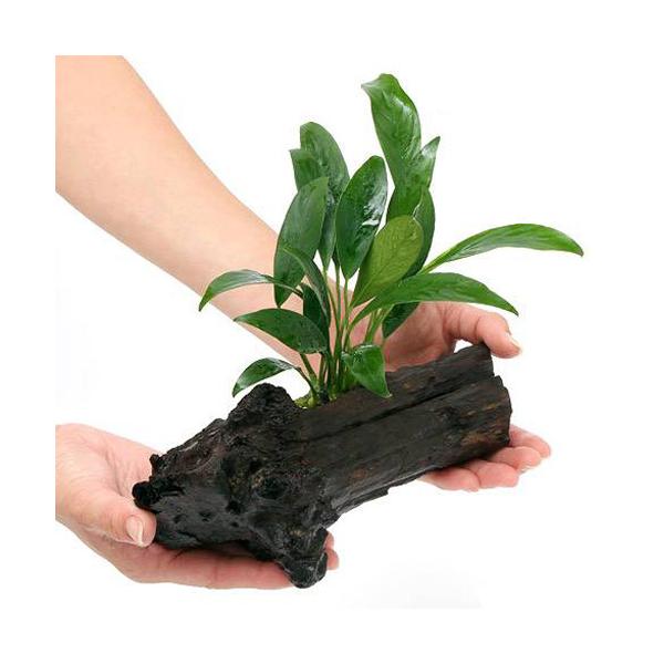 ijAkrAX@RQVX@ؕt@lTCYiP{jiQOj