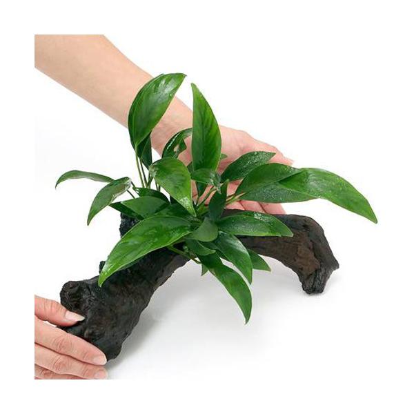 ijAkrAX@RQVX@ؕt@kTCYiP{jiQTj