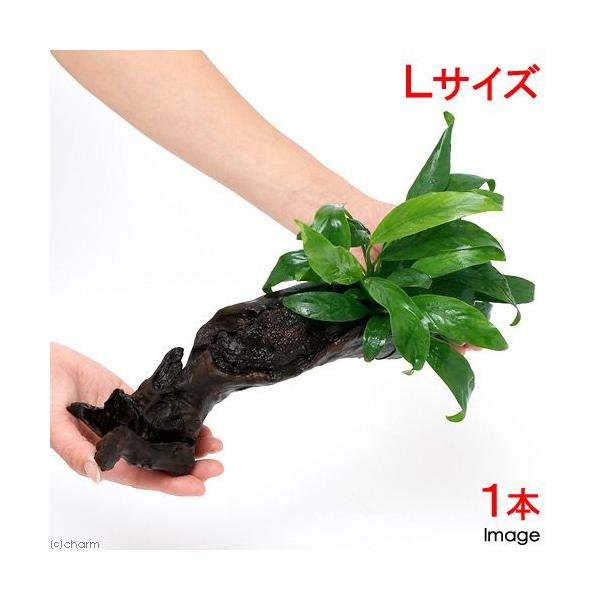 ijAkrAX@PI[^@ؕt@kTCYiP{jiQTj