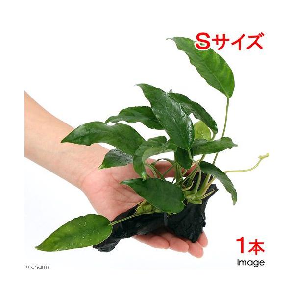 ijAkrAX@V[gV[v@ؕt@rTCYiP{jiPTj