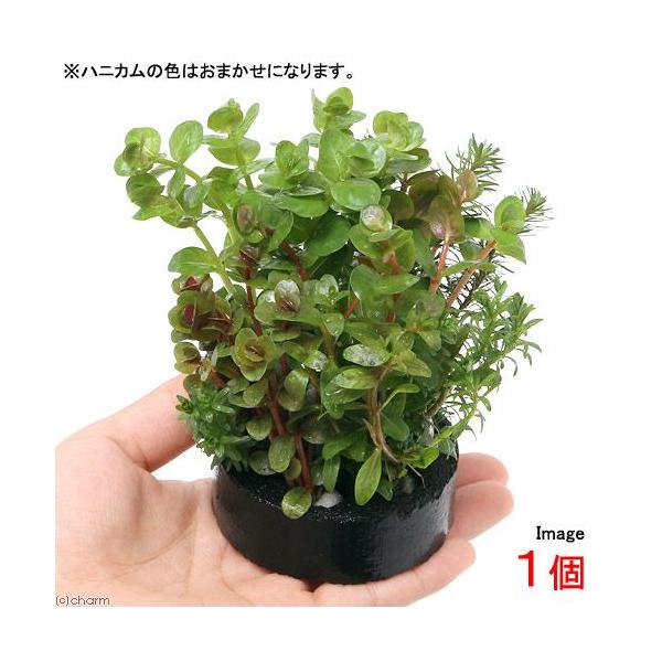 ijnjJVF^[@񂹐A~bNX@uD^itji_jiPj