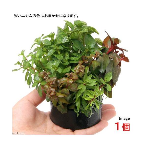 ijnjJVF^[@񂹐A~bNX@uDhEBWAitji_jiPj