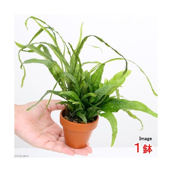 ijfĂ@񂹐A~bNX@uD~N\E@~bNXiPj