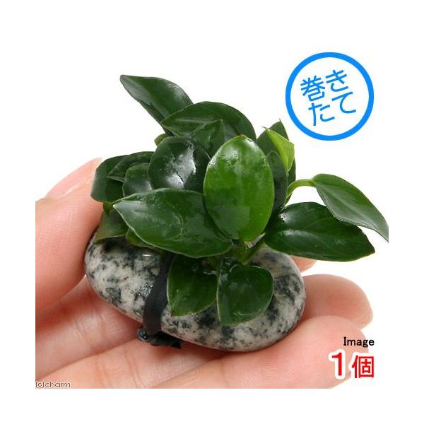 ijAkrAXii@v`@ΕtitjiPj