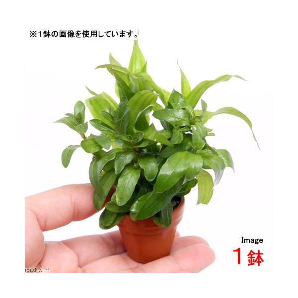 ijv`fĂ@܂񂹐A~bNX@`V΁`itji_jiPj