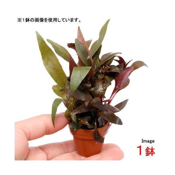 ijv`fĂ@܂񂹐A~bNX@`gt`itji_jiPj