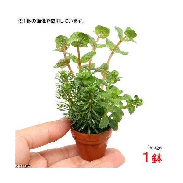 ijv`fĂ@^~bNXitji_jiPj