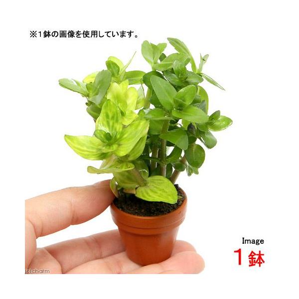 ijv`fĂ@oRp~bNXitji_jiPj