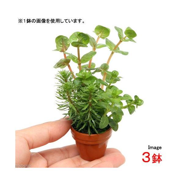 ijv`fĂ@^~bNXitji_jiRj