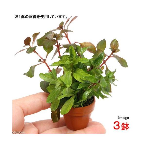 ijv`fĂ@hEBWA~bNXitji_jiRj