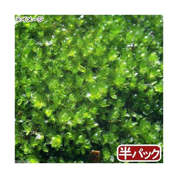 観葉植物 苔 ホソウリゴケ 半パック Buyee Buyee Japanese Proxy Service Buy From Japan Bot Online