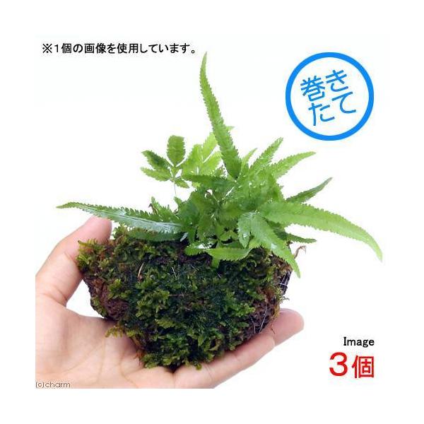 i~́j܂@nΑۋʁiRj@ϗtA@RPʁixԁj