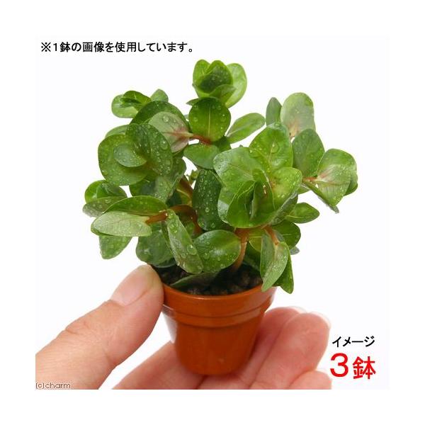 ijv`fĂ@^@gfBtHAitji_jiRj