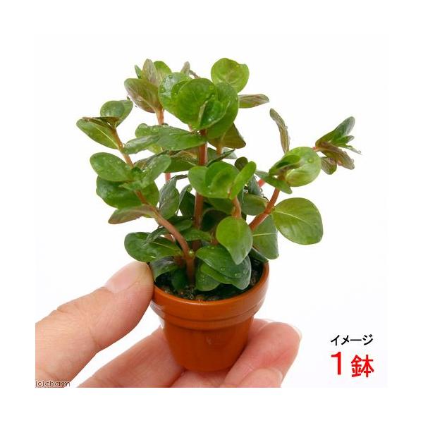 ijv`fĂ@^@CfBJitji_jiPj