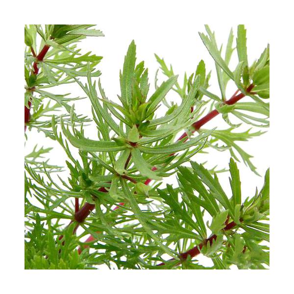 PF_SPQ　greenplants　有茎　ア行　水草　後景草　きめ細かい　細切れ　アクア　アクアリウム　レイアウト　Limnophila　アンブリア　金魚藻　インディアンジャイアントアンブリア　オオセイヨウキクモ　Limnopiila