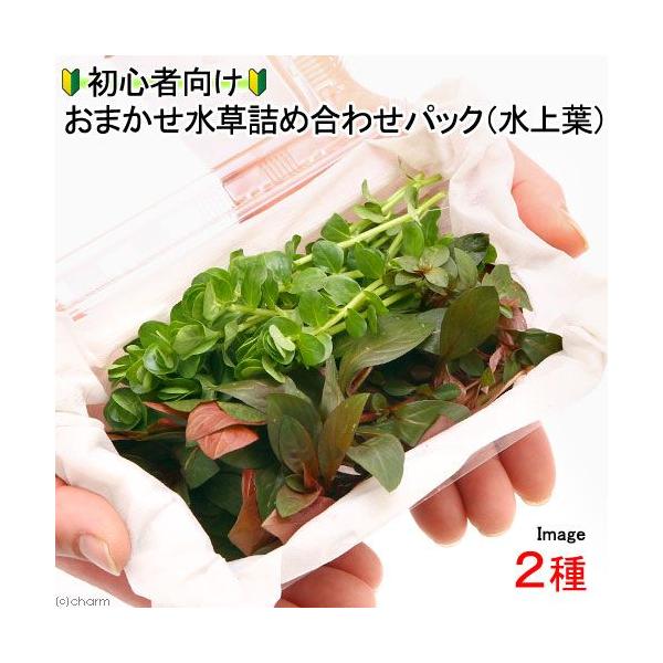 ijSҌ܂lߍ킹pbN@QivQO{jitji_jiPpbNj