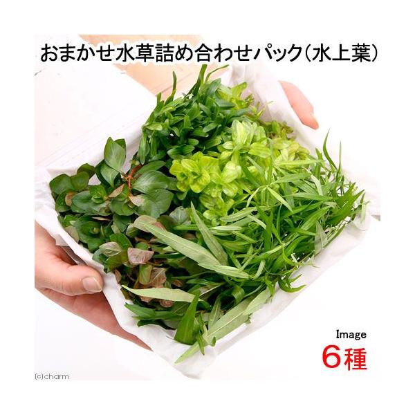 ij܂lߍ킹pbN@UivUO{jitji_jiPpbNj