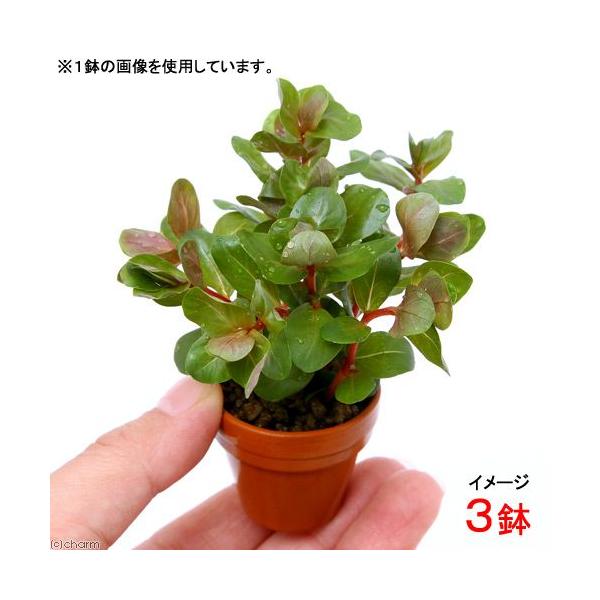 ijv`fĂ@^D`itji_jiRj