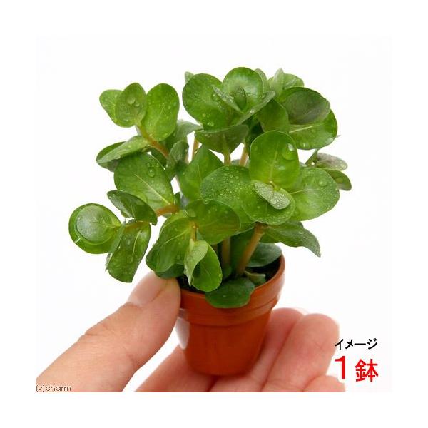 ijv`fĂ@^@gfBtHA@ȁitji_jiPj