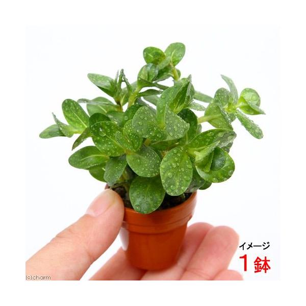 ijv`fĂ@^@gfBtHA@xgiYitji_jiPj