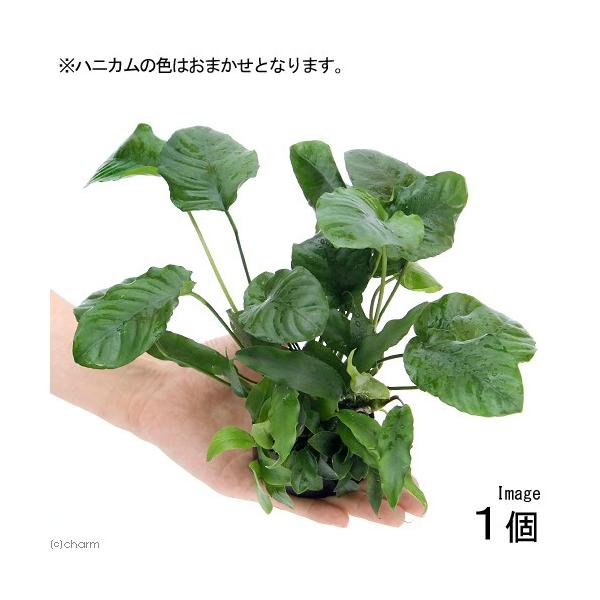 ijnjJVF^[@񂹐A~bNX@uDAkrAXiPj