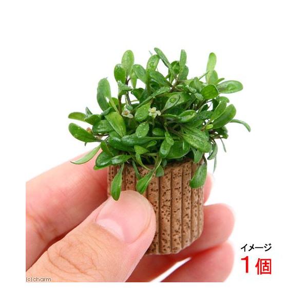 ijCt}`ijOb\XeBO}itji_jiPj