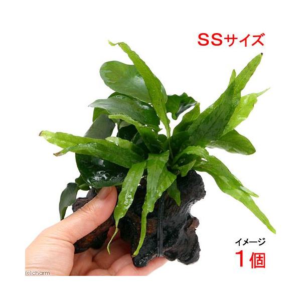 ijAkrAXii~N\E@vevX@i[t@؁@rrTCYiP{jiPOj