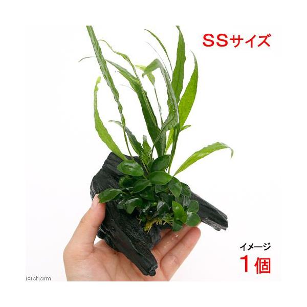 ijAkrAXii@v`~N\E@vevX@\[h[tt@؁@rrTCYiPjiPOj