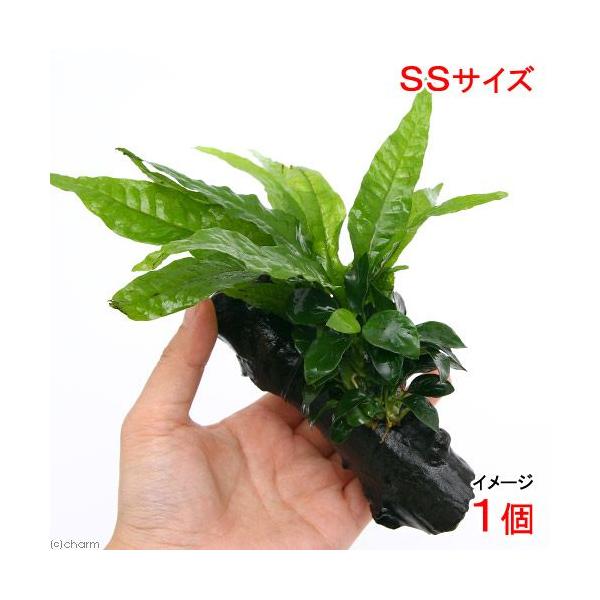 ijAkrAXii@v`~N\E@vevXt@؁@rrTCYiPjiPOj