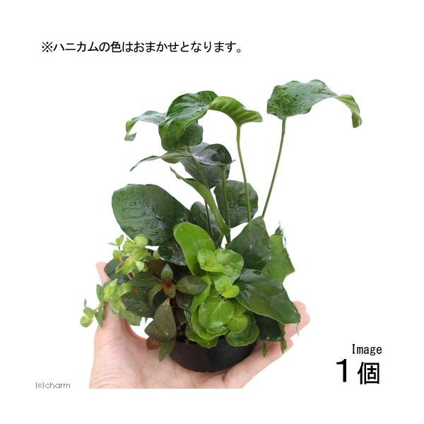 熱帯魚　水草　鉢植え水草　ハニカム　置くだけ　簡単　アクア　アクアリウム　レイアウト　水上葉寄せ植え　ＳＭ　20131229　アヌビアスナナ　アヌビアス・ナナ