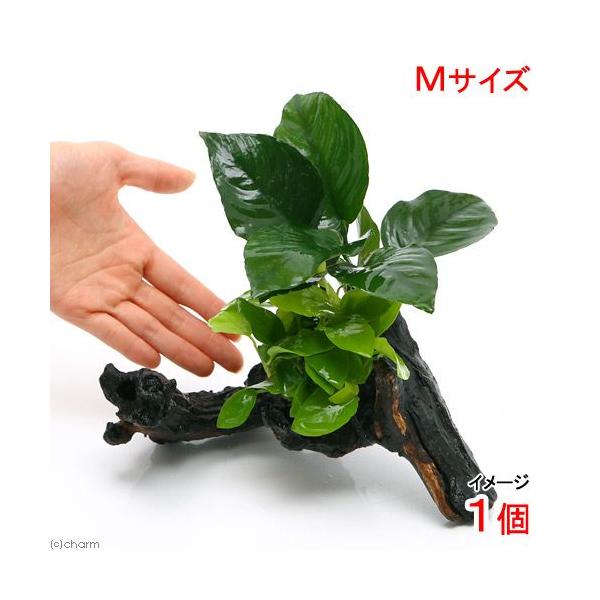 ijAkrAXii@S[foe[@ؕt@lTCYiP{jiQOj