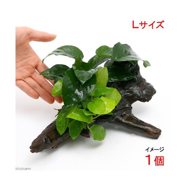 ijAkrAXii@S[foe[@ؕt@kTCYiP{jiQTj