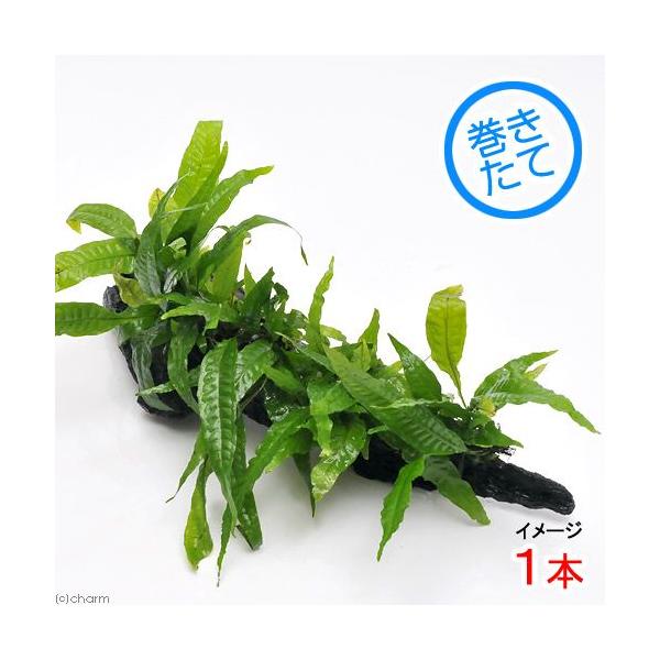 ij~N\E@vevXt@؂cwiP{jiQTj