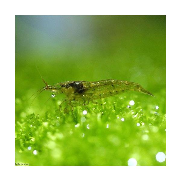 エビ 水草 ハニカムシェルターブラック アナカリス ミニ １個 ミナミヌマエビ １０匹 北海道 九州 沖縄航空便要保温 Buyee Buyee 日本の通販商品 オークションの代理入札 代理購入