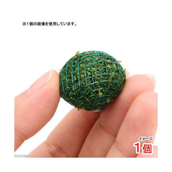 熱帯魚　ビギナーにお勧め　水草　all_plants　ウィローモスミックス　ife_nanbei　wp_kywrd　20140108　ＫＯ　_aqua　活着する水草　コケの仲間　小型水槽用水草　zeoliteB　コケ　モス類　ウィローモスボ...