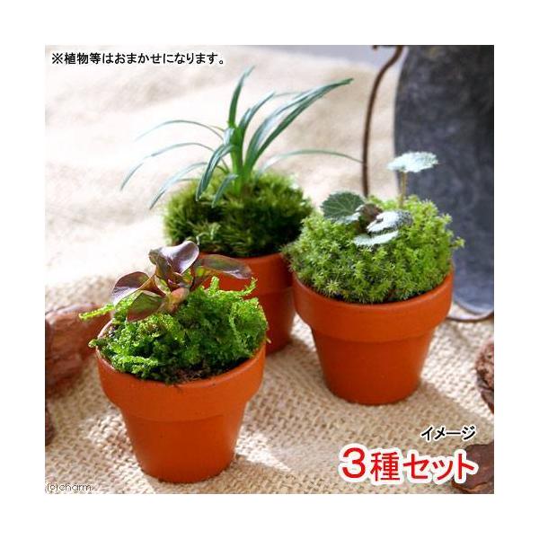 _gardening　_hachu　_kame　ガーデニング　インテリア　観葉植物　観葉　苔　コケ　テラコッタプランツシリーズ　テラコッタプランツ　テラコッタ　プランツ　素焼鉢　terracotta_plants　_interior　oas...