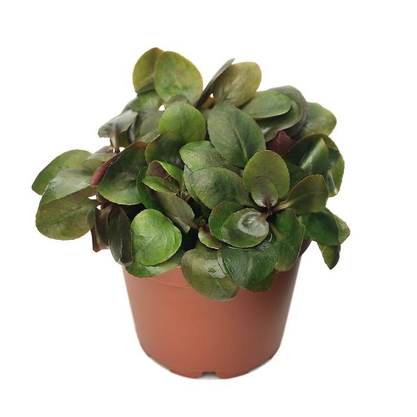 PF_SPQ　熱帯魚　_aqua　mzks_winter012wptop200325　point5wplants