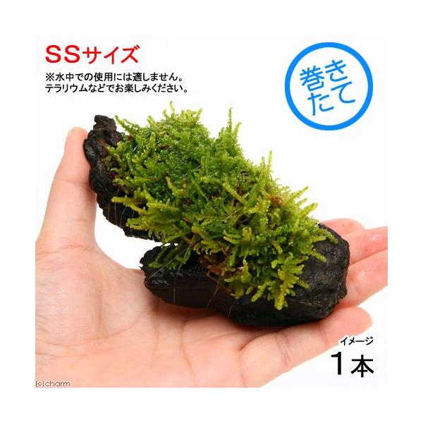 line2462terarium　_hachu　_kame　_gardening　コケシリーズ　aquaterrarium　ガーデニング　観葉植物　苔　all_plants　両爬向き植物　20140124　テラリウム　wp0630011　植...