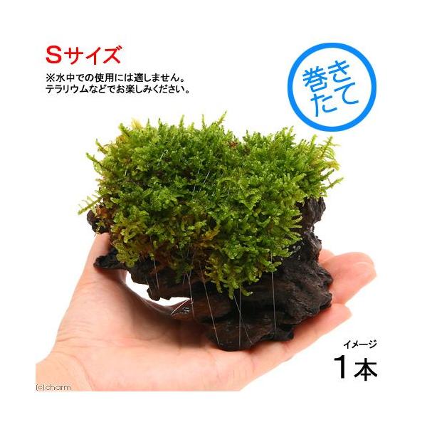 ieEjہ@e@nCSPt؁@rTCYiPTjiP{j