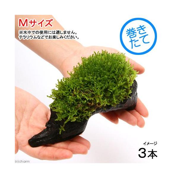 ieEjہ@e@nCSPt؁@lTCYiQOjiR{j