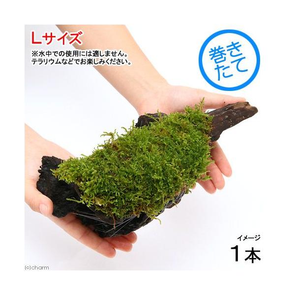 ieEjہ@e@nCSPt؁@kTCYiQTjiP{j