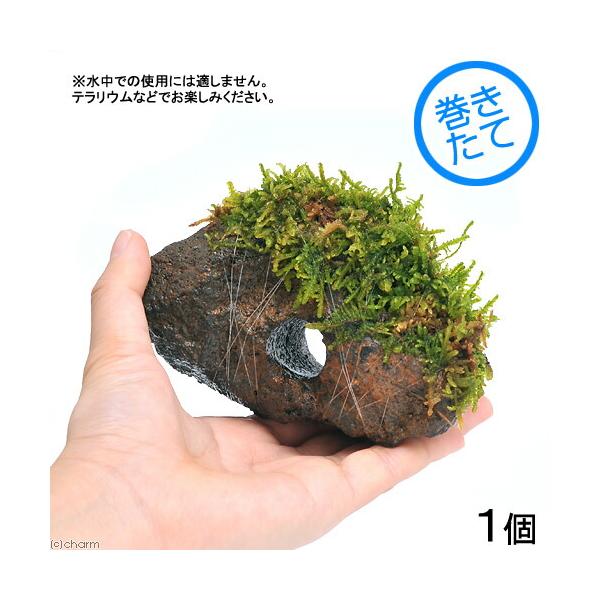 line2462terarium　_kame　_gardening　_hachu　コケシリーズ　aquaterrarium　ガーデニング　観葉植物　苔　all_plants　両爬向き植物　20140118　テラリウム　育て方　育成方法　栽培...