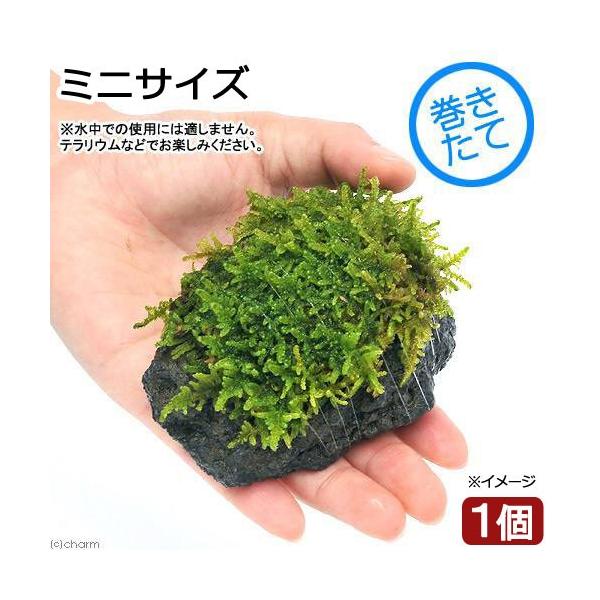 ieEjہ@e@nCSPt@n΁@~jTCYiVxjiPj