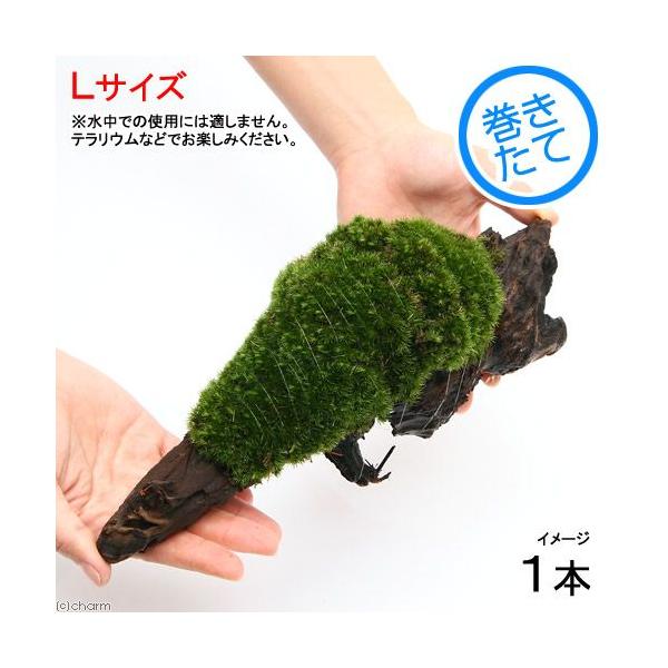 ieEjہ@e@}SPt؁@kTCYiQTjiP{j