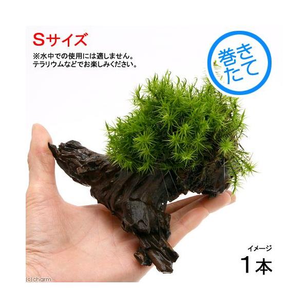 ieEjہ@e@Vb|SPt؁@rTCYiPTjiP{j